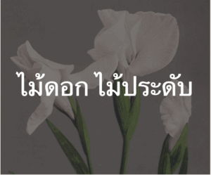 ไม้ดอกมงคล