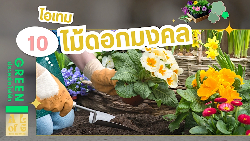 ไอเดีย ออกแบบ ห้องครัว วัสดุ กรรมปวิธี การก่อสร้าง ผลิตภัณฑ์ แม่บ้าน คุณพ่อบ้าน